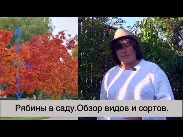 Рябины в саду. Обзор видов и сортов.