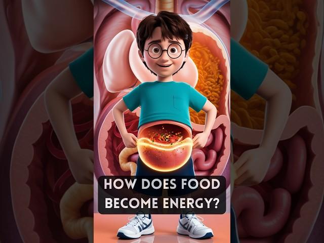 How does food become energy? | Digestive system explained | #shorts