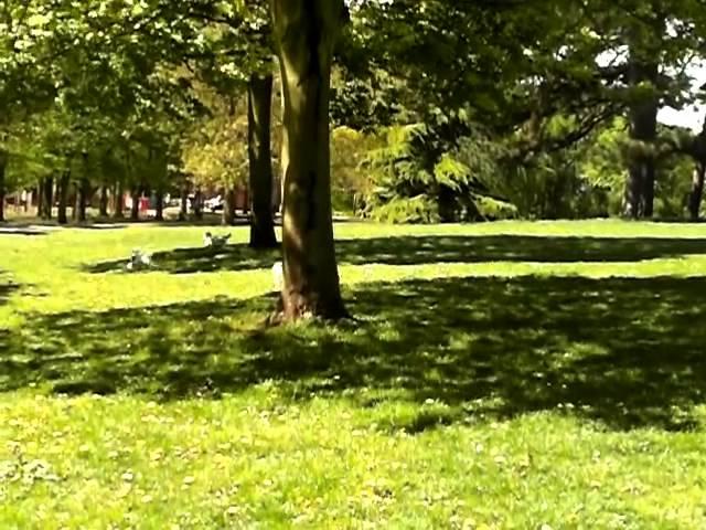 Copy of Jasper, Casper, Snoopy and Milo playing chase in the park