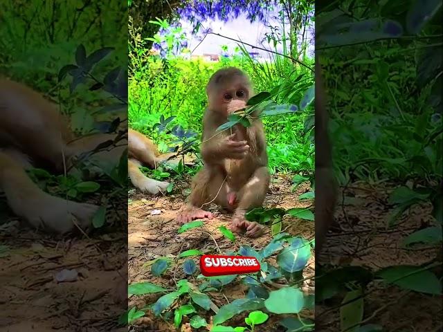 Wild life of cutie monkey #shorts #reels #monkeys #bae3 #animals #icy #cute