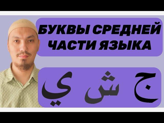 МАХРАДЖ ДЖИМ (ج), ЩИН (ش), ЙА (ي) | БУКВЫ СРЕДНЕЙ ЧАСТИ ЯЗЫКА