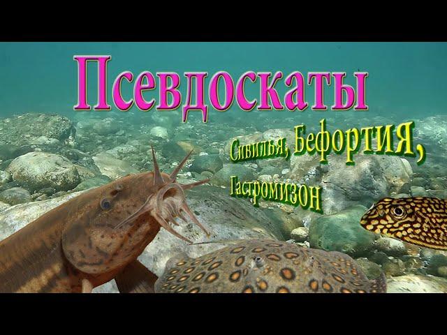 Псевдоскаты. Севилья, Бефортия, Гастромизон.