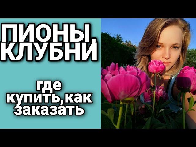 Пионы,как и где заказать качественный посадочный материал