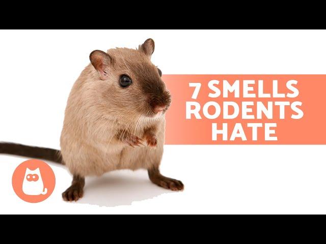 7 SMELLS That MICE and RATS HATE  They Can't Stand Them!