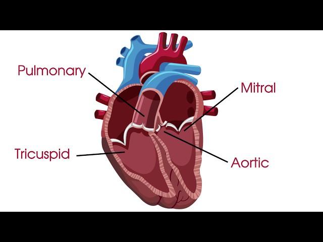 What are heart valves and heart valve disease?