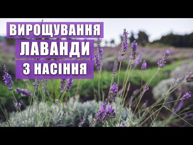 ЛАВАНДА. Вирощування з насіння. Плюси й мінуси вирощування лаванди з насіння