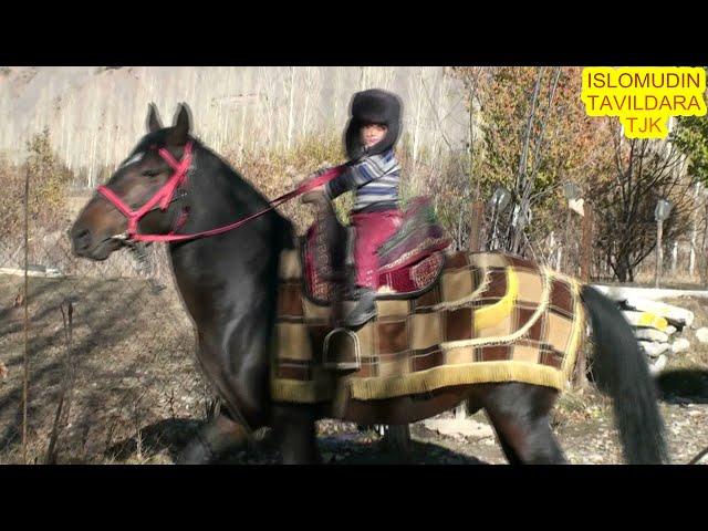 АСПИ БУЗИ АЗ МУМИНШО ҶАББОРОВ БО КЛИЧКАИ "  TULPOR" Деҳаи Саридашт-Тавилдара.