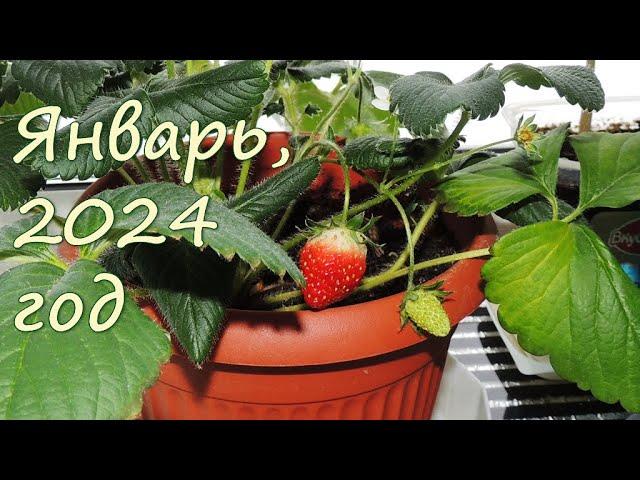 Strawberries  in January ️ on the windowsill! Russia, 33rd region.