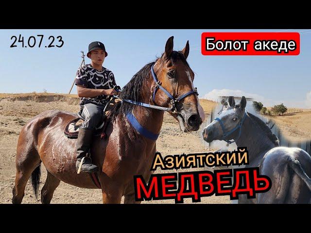 Болот акеде МЕДВЕДЬ АЗИЯТСКИЙ