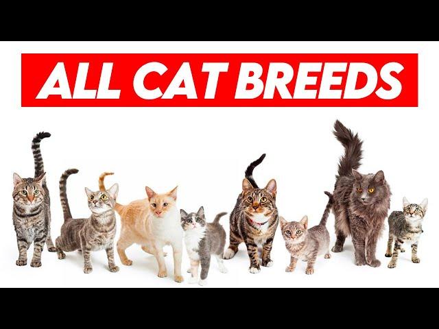 All Cat Breeds A-Z Visual Guide to Feline Diversity