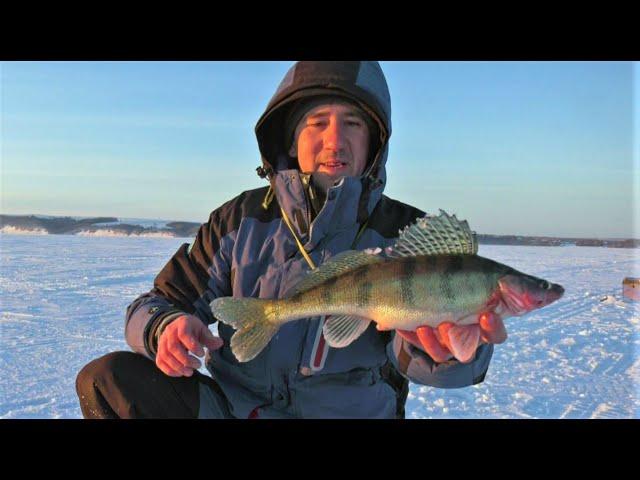 На мормышку с тюлькой. Берш. Ловля хищных рыб.