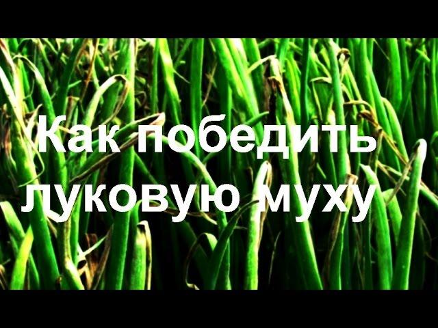 ЛУКОВАЯ МУХА простой способ борьбы