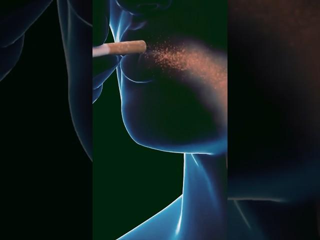 How Cigarette Smoke Can Damage Your Body? #nosmoking #smokingkills #cigarette