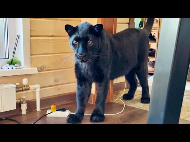 Luna the panther is tired of the workers (ENG SUB)