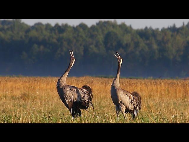 Журавли. Осенние крики. Common crane. Autumn songs.