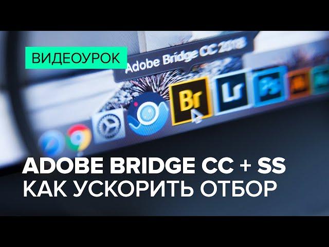 Adobe Bridge и StockSubmitter за 10 минут: мой рабочий процесс от съемки до приемки на Shutterstock