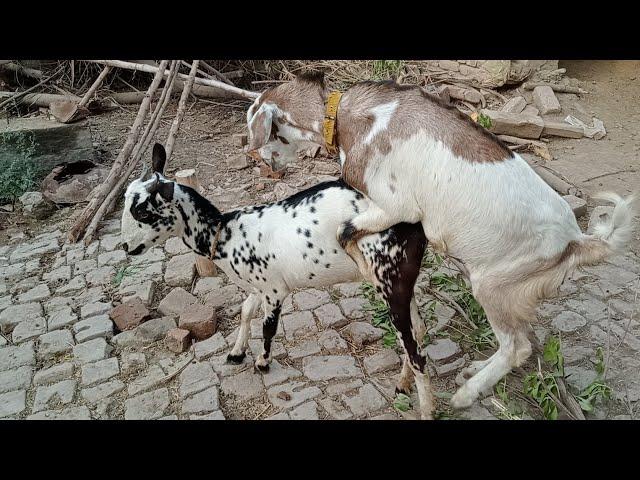 teddy/ goat meeting/murha goat meeting#short Frist time meeting