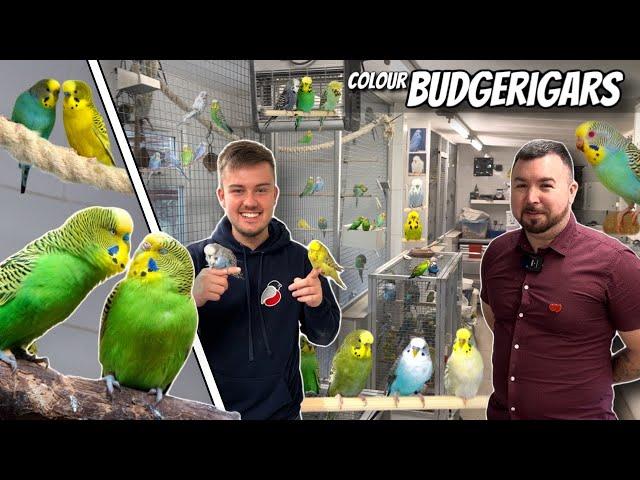 Colour Budgerigars & Mutations w/ S&N Wildes