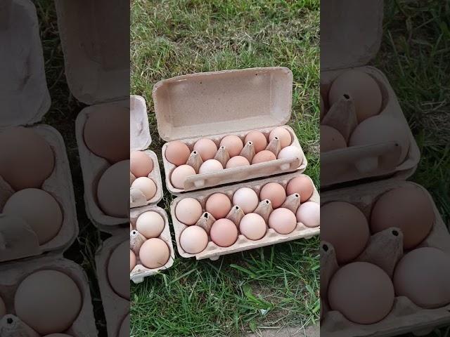 Инкубационное яйцо Австралорп чёрный #австралоп #куры #птицеводство