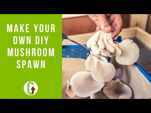 Grow Your Own DIY Mushroom Spawn (The Stem Butt Method) | GroCycle