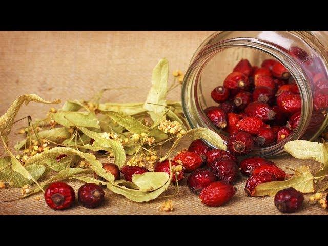 Шиповник - полезные свойства