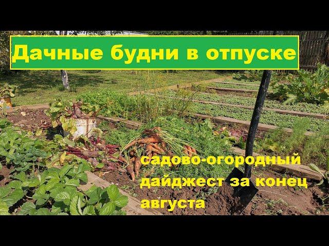 ДАЧНЫЕ БУДНИ В ОТПУСКЕ. Садово-огородный дайджест за две недели.