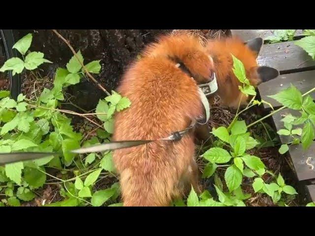Алиса - лиса. У Игниса #охота на лягушек #животные #лисяо #fox #милота #лягушка