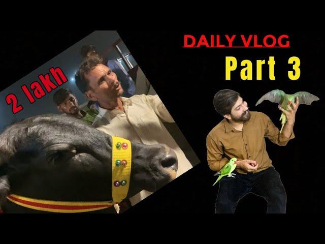 Bakra Mandi Vlog || daily vlog  || JD BHAI || visit to bakra mandi || Lahore bakra mandi