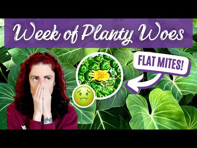 Planty Misfortunes: My Week of Epic Planty Fails