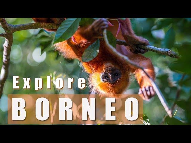 Explore Borneo, Malaysia - 2 week itinerary