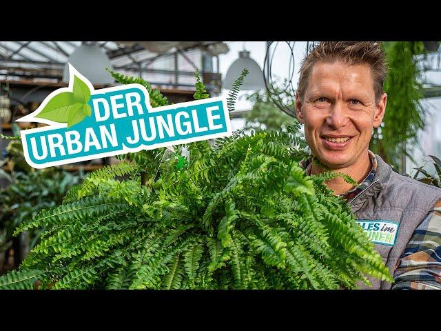 Urban Jungle Wohnung: Pflanzen und Pflegetipps für Dein zu Hause