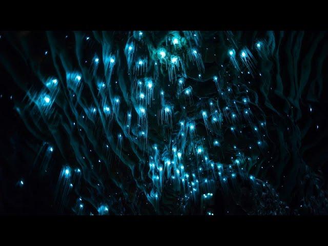 Waitomo's Lights  - Avatar in Real Life - 4k