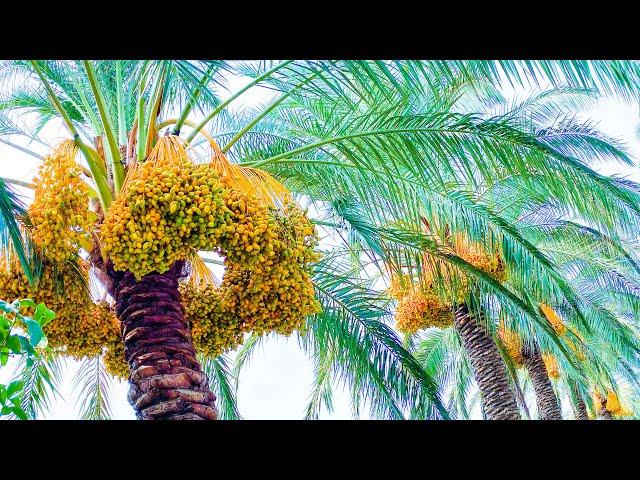 Dates (Tamer), & Date Palm in Lebanon! Everything You Need to Know! 