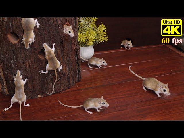 Cat TV Games: CATS Gone Wild Watching Mice Hide & Seek on Screen 4k 60fps