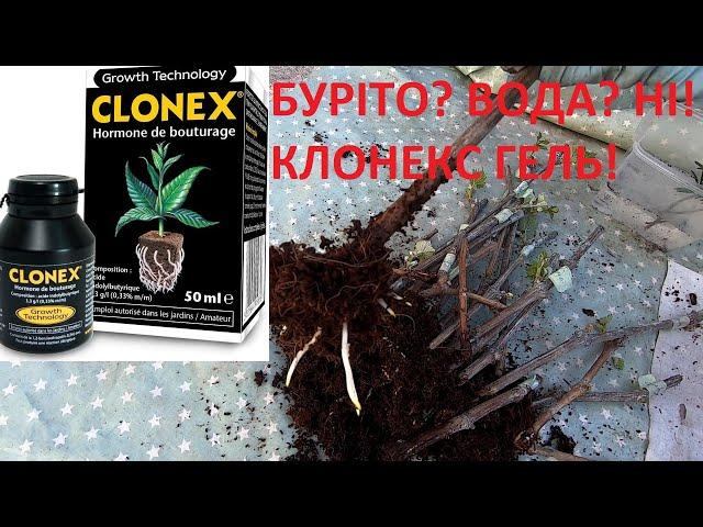 #27 #Clonex #Вкорінення винограду з клонекс гель результат за 14 днів