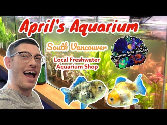 April's Aquarium LFS Tour South Vancouver Location Rare Fish and Aliens