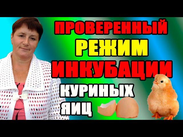 Режим инкубации куриных яиц. Основные моменты инкубации.