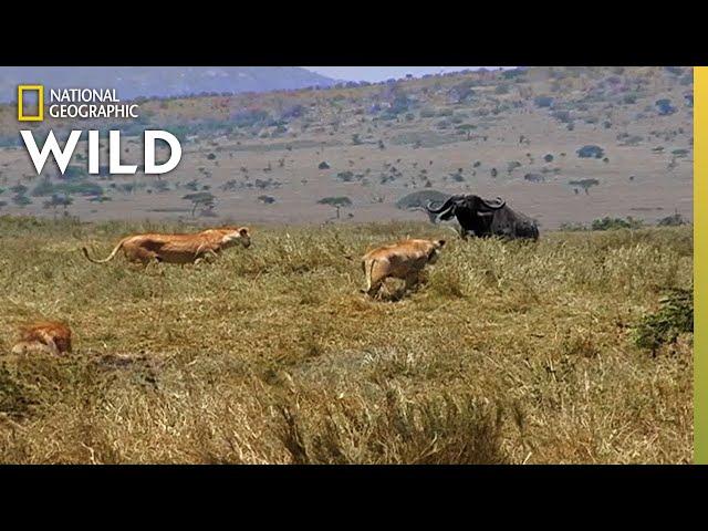 How a Lion Pride Hunts Prey | Cat Attack-tics