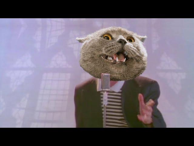 Rick Rolled (Cat Version)