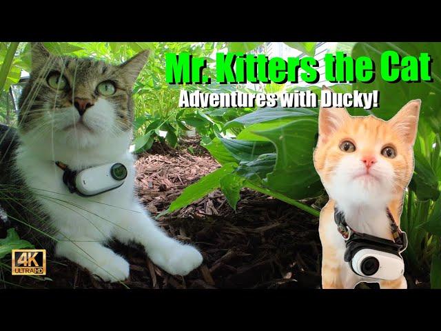 Mr. Kitters the Cat!  Presents ADVENTURES with DUCKY 