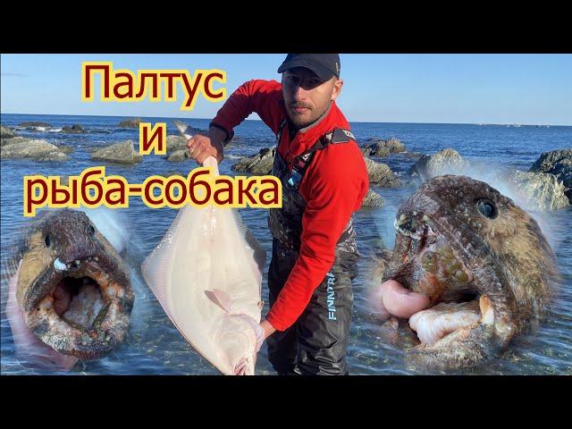 СУПЕР РЫБАЛКА!!! Палтус и Дальневосточная зубатка | Остров Сахалин (Halibut and Wolffish)