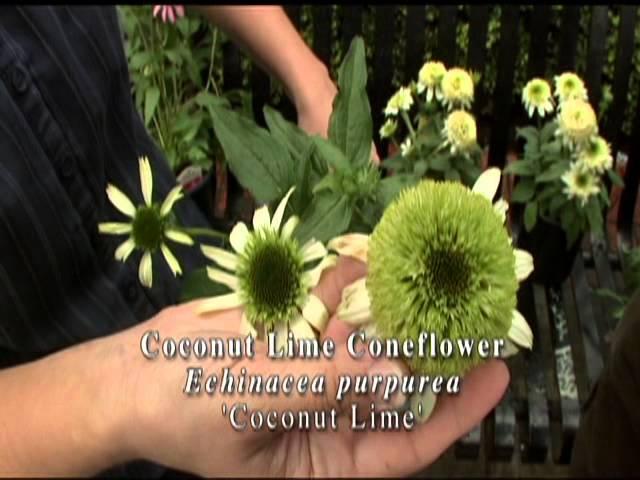 New Echinacea Varieties