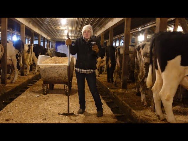 Traditional dairy farming in -45 degree temperatures….