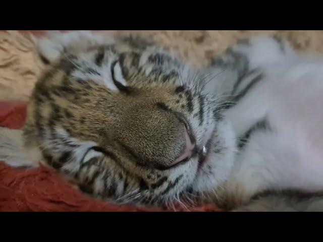 Смешные тигрята / funny tigers