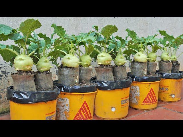 How to grow kohlrabi at home very easily without a garden