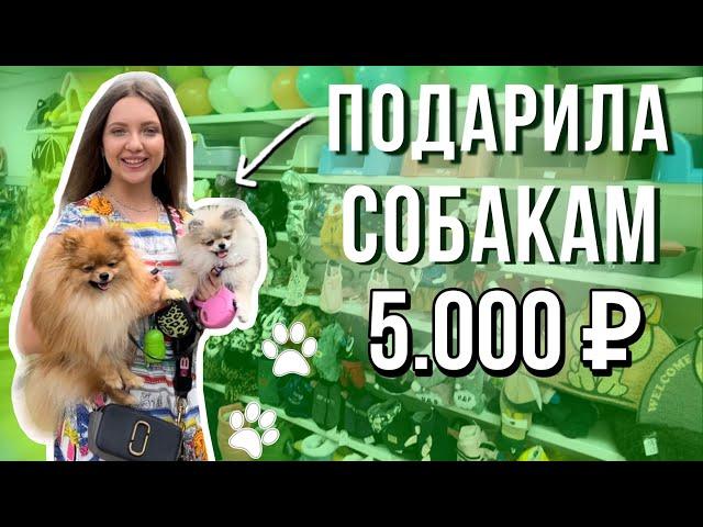 Подарила собакам 5000 руб.  Прогулка с двумя собаками  