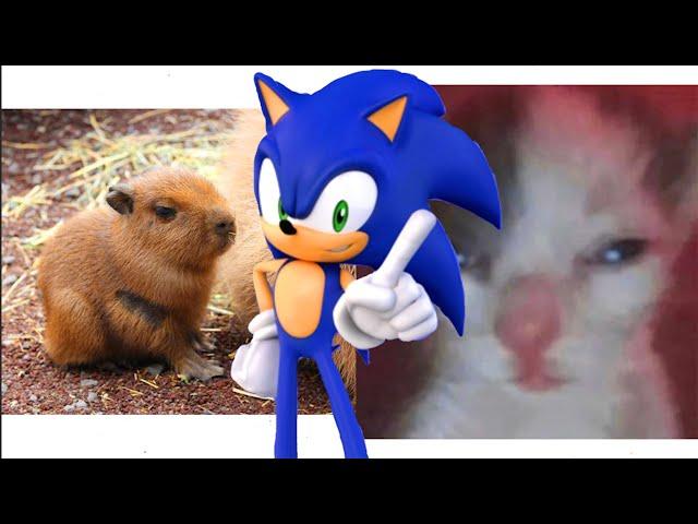 Sonic Loves Cats and Capybaras