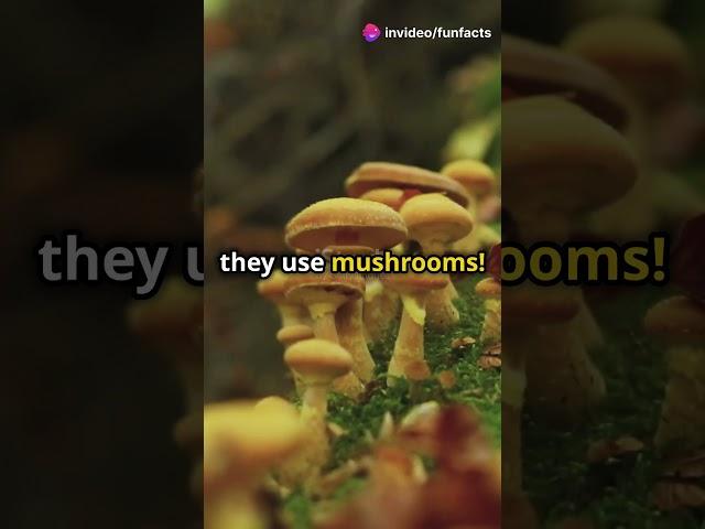  Trees gossip through mushrooms!  Nature’s underground social network is real! #TreeTalk