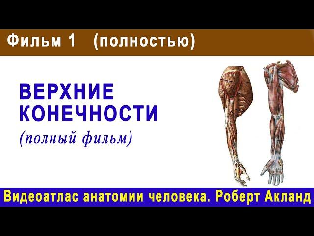 1. Верхние конечности (полный фильм) | Атлас анатомии Акланда