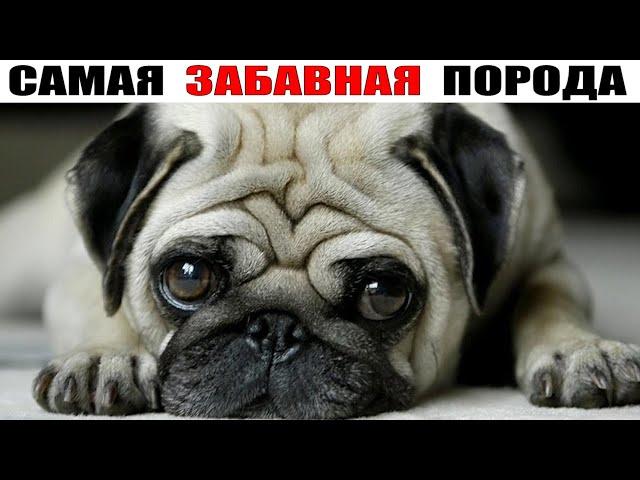 Pug, after this video you will definitely fall in love with this funny breed!